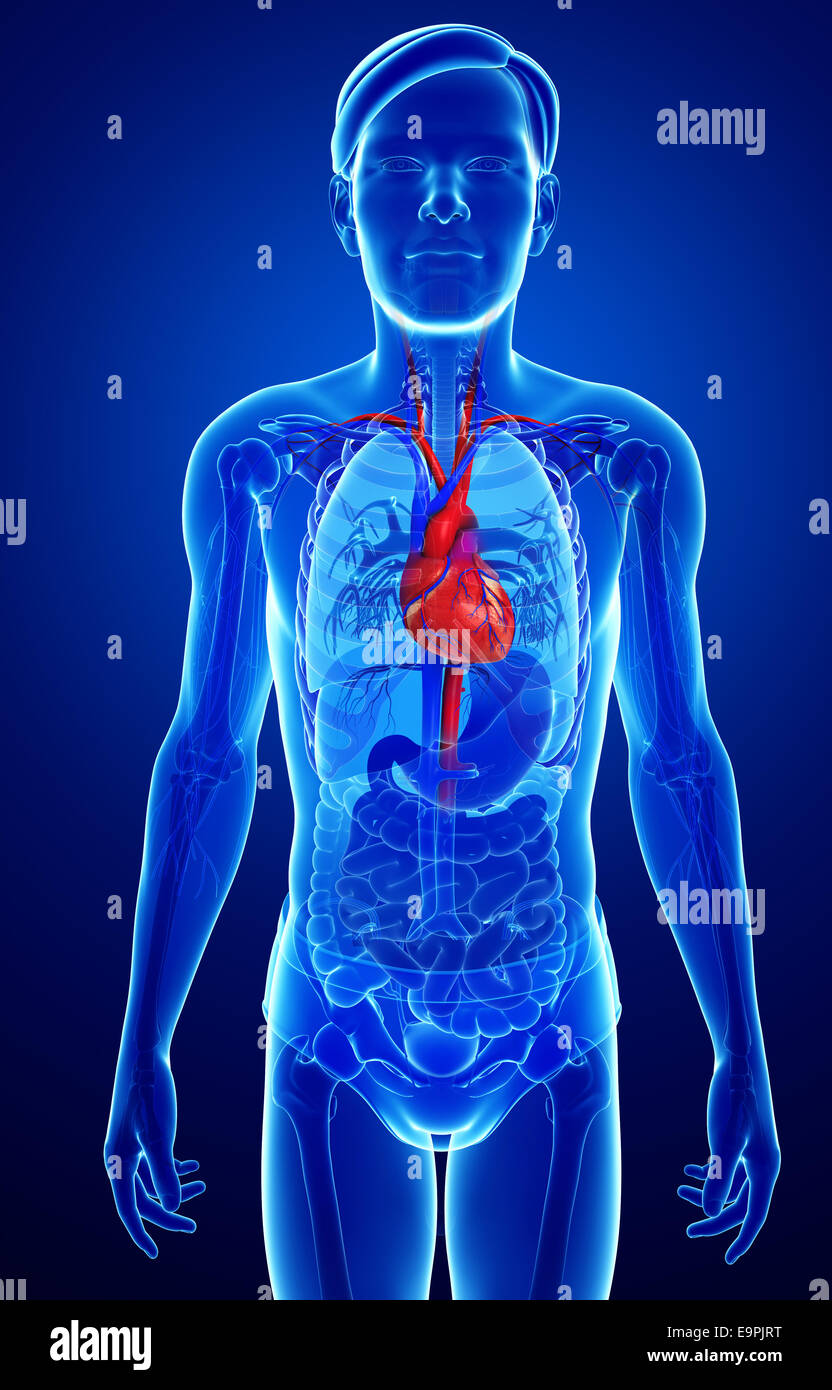 Illustration of Male heart anatomy Stock Photo - Alamy