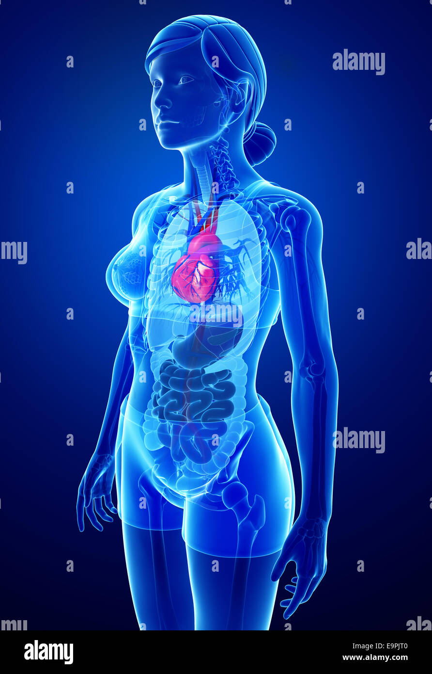 Illustration of Female heart anatomy Stock Photo Alamy