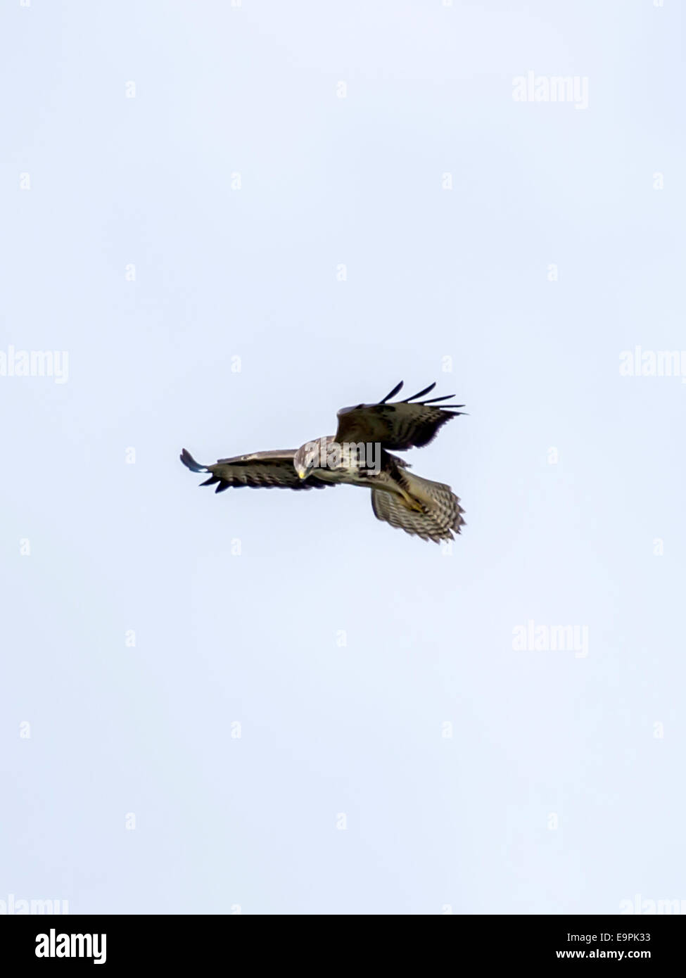 Single European Hen Harrier [Circus cyaneus] in hovering flight, hunting wildlife, isolated with blue sky background. Stock Photo