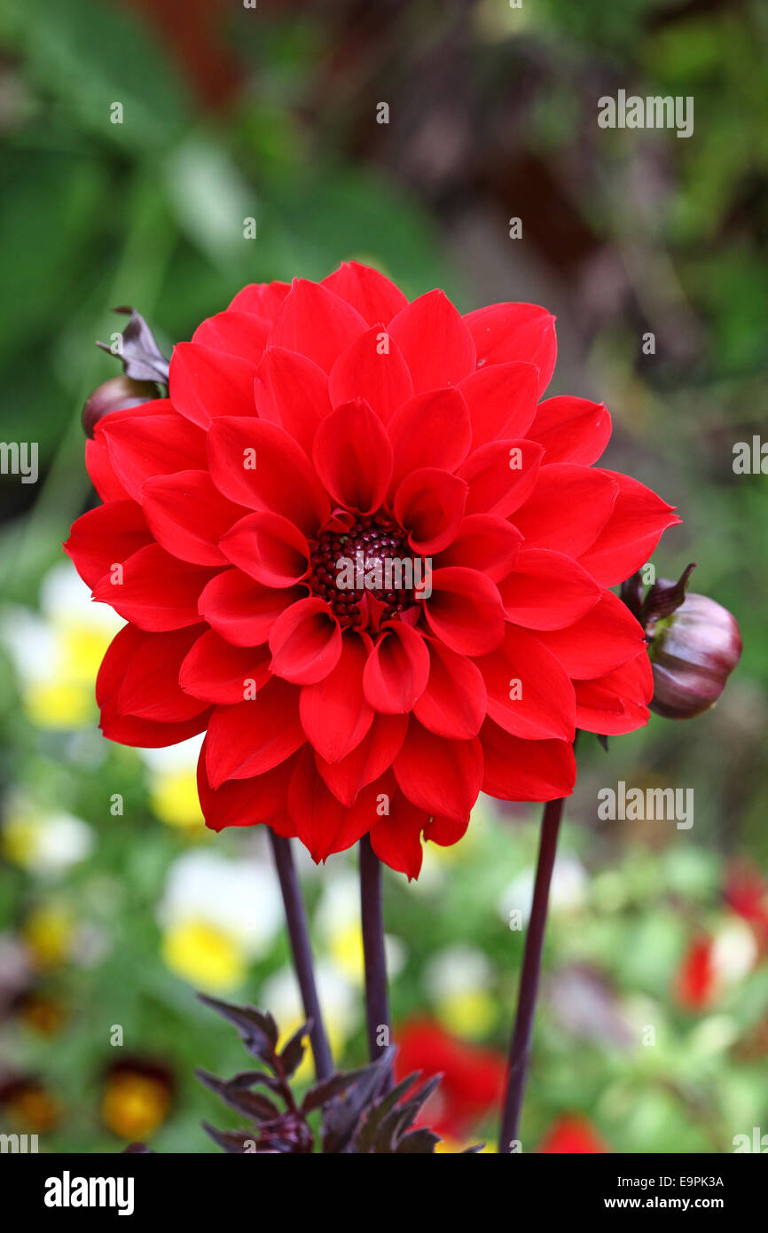 The scarlet flower head of Dahlia 'Bishop of Llandaff' Stock Photo