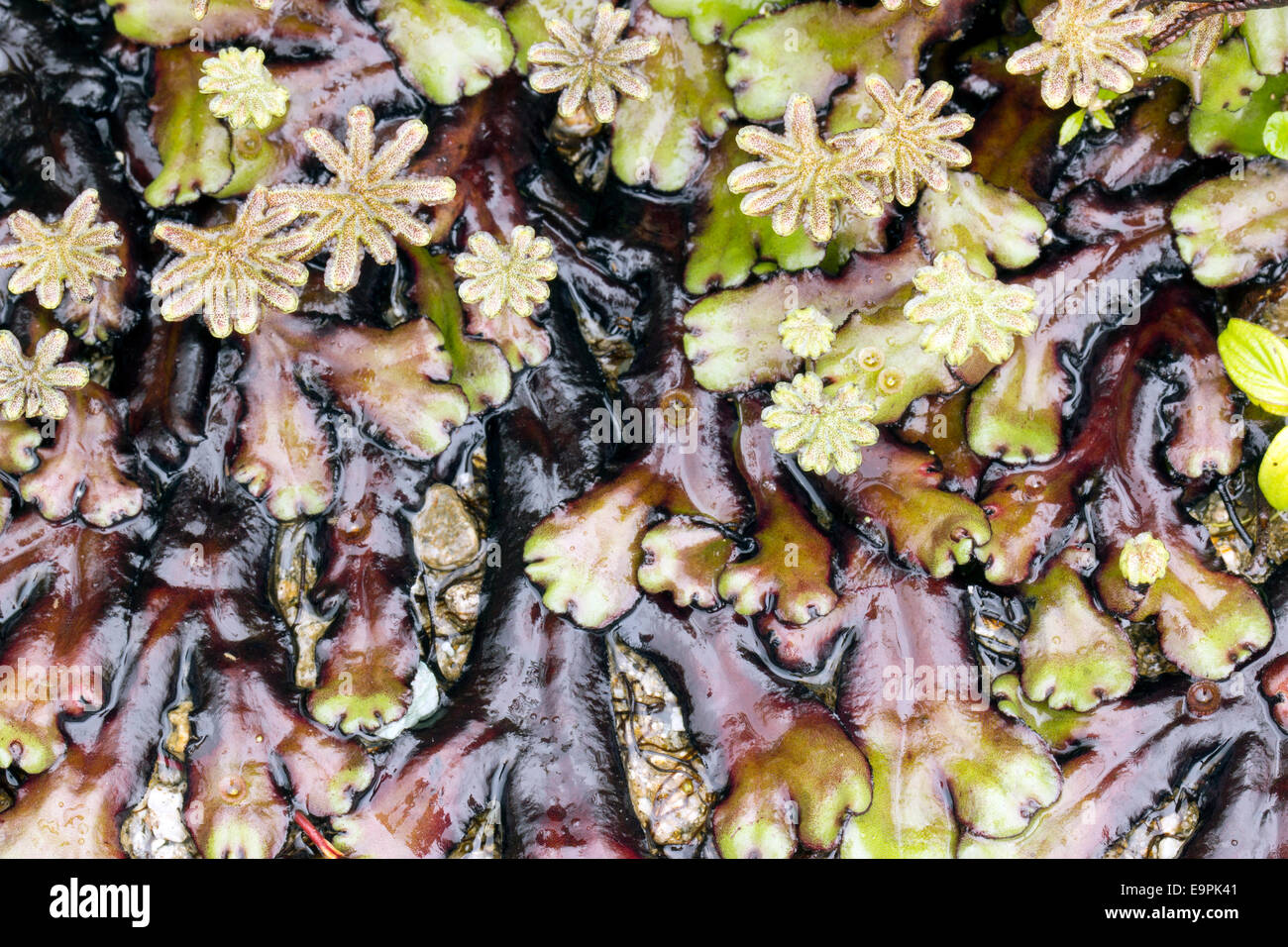 Marchantia liverworts with fruiting bodies (sporocarps) growing in cloudforest in the Ecuadorian Andes Stock Photo