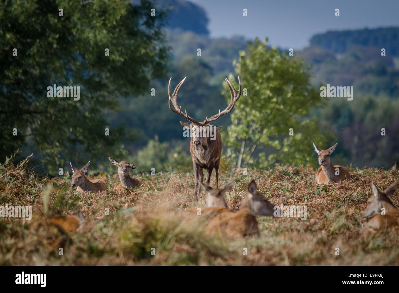 A British Red Deer Stag Close up with his Hinds Doe Stock Photo