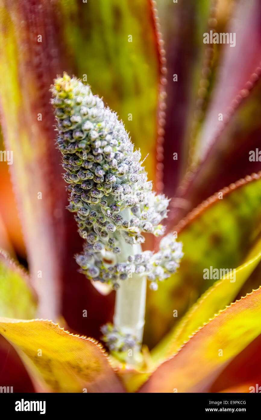 Close up of flower of bromeliad, a tropical decorative plant Stock Photo