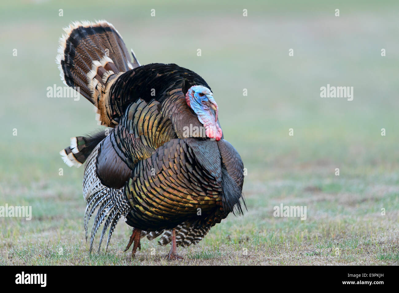 Wild Turkey, Western Montana Stock Photo