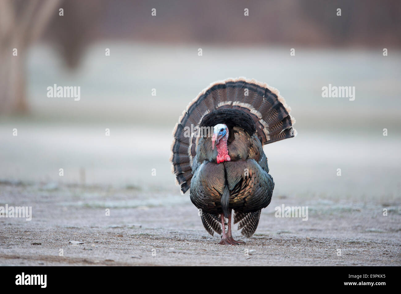Displaying merriam's wild turkey (Meleagris gallopavo), Western Montana Stock Photo