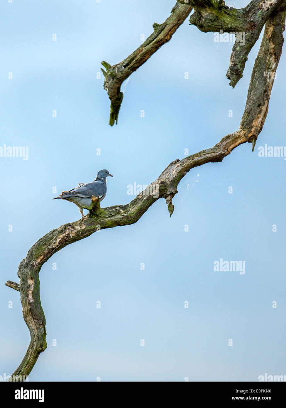 Wild pigeon perched on the branch of a gnarled old tree with a blue sky forming the background. Stock Photo