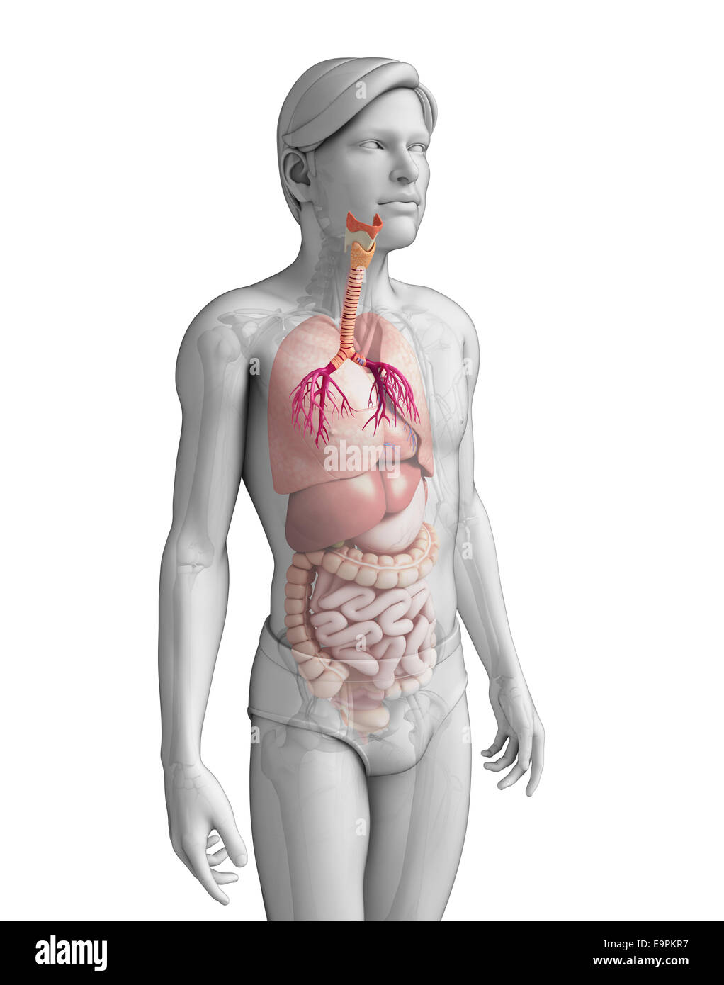 Illustration of male throat anatomy Stock Photo Alamy