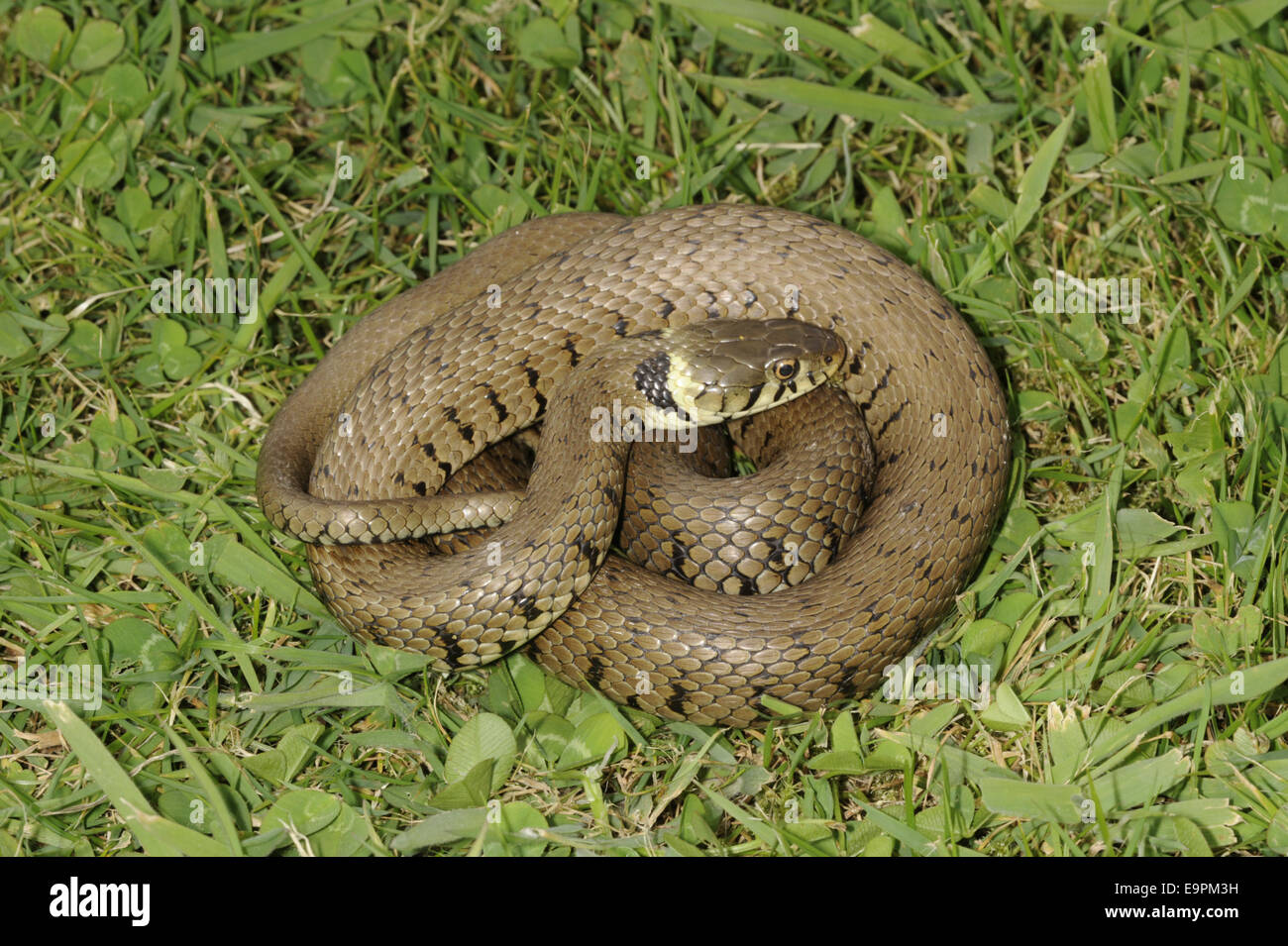 Grass Snake - Natrix natrix Stock Photo