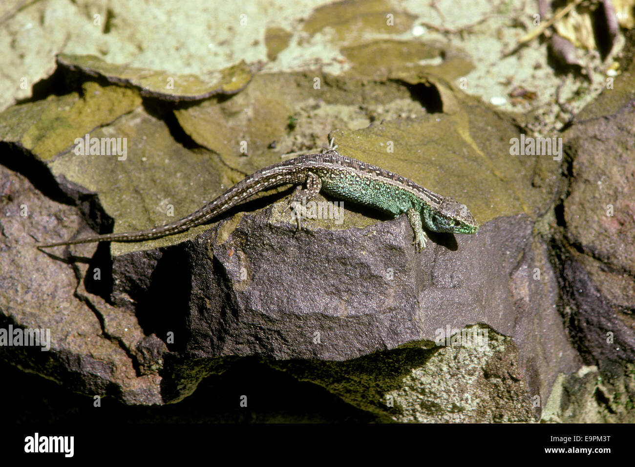 Sand Lizard - Lacerta agilis Stock Photo