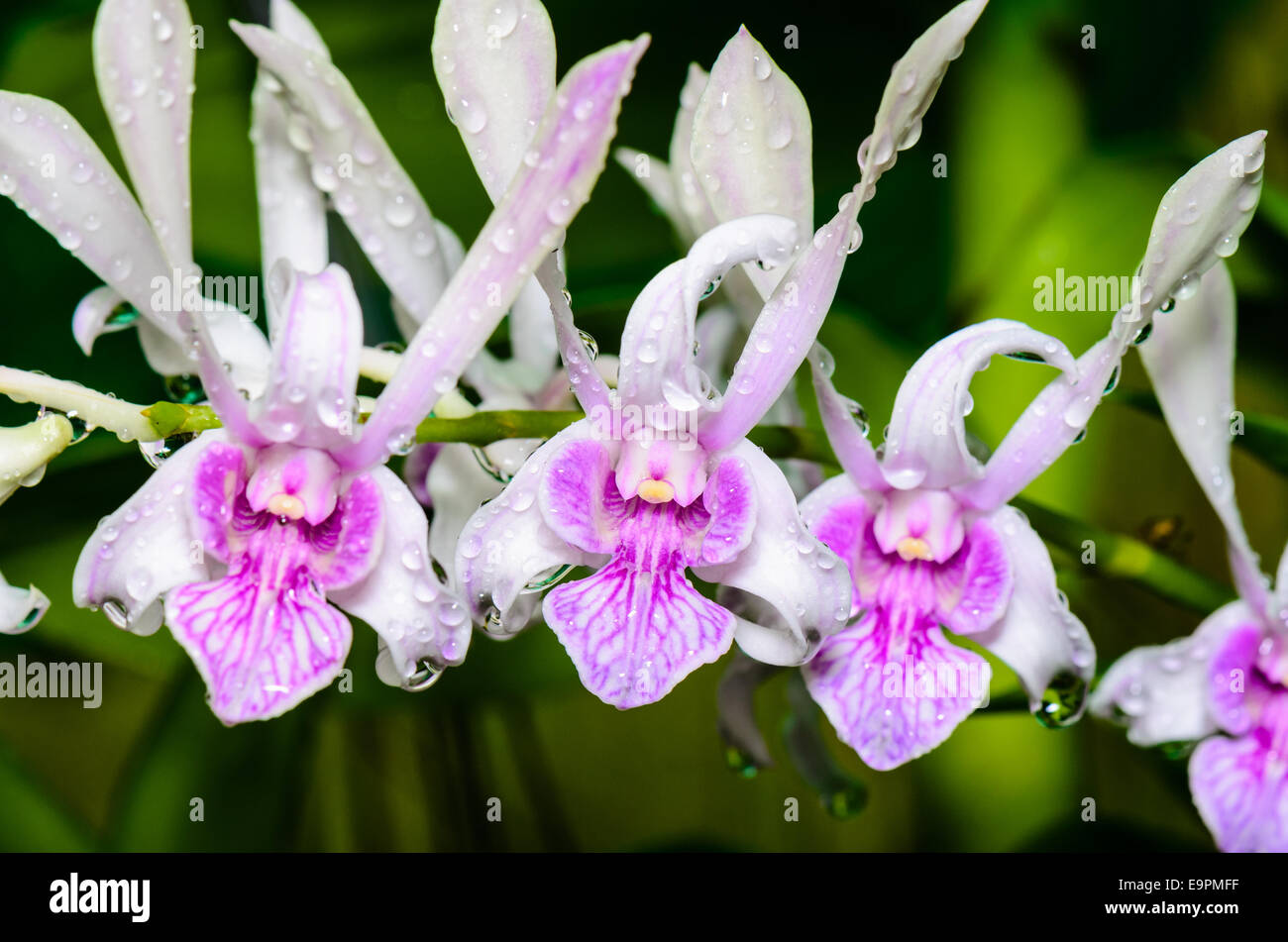 Dendrobium orchid hybrids is white with pink stripes in Thailand Stock Photo