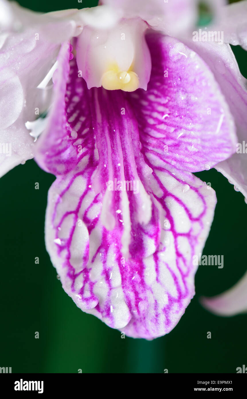 Close up Dendrobium orchid hybrids is white with pink stripes in Thailand Stock Photo