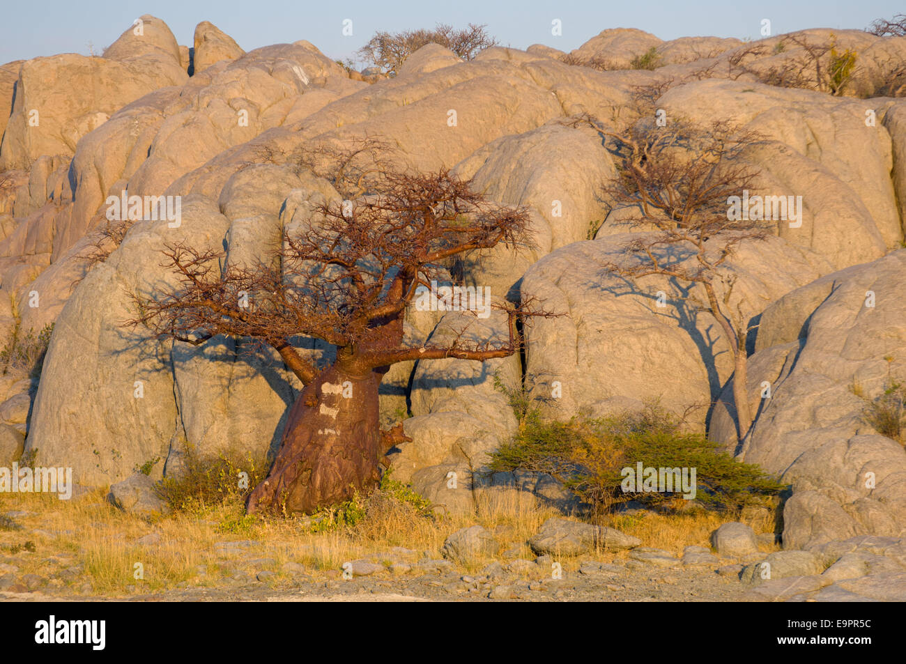 Baobab tree on the granite mass of Kubu Island (Lekhubu) at sunrise, Magkadigkadi Pan, Botswana Stock Photo