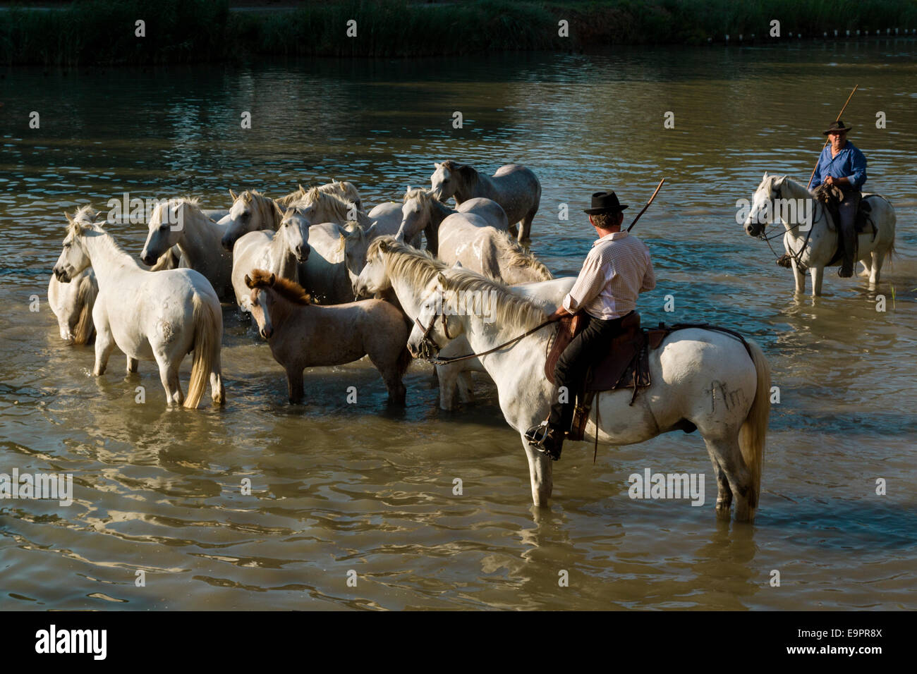 White Camargue Horses,The Camargue, Gard, Languedoc Roussillon, France Stock Photo