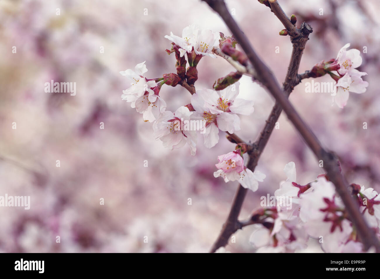 japan cherry sakura flowers in bloom, closeup photo Stock Photo - Alamy