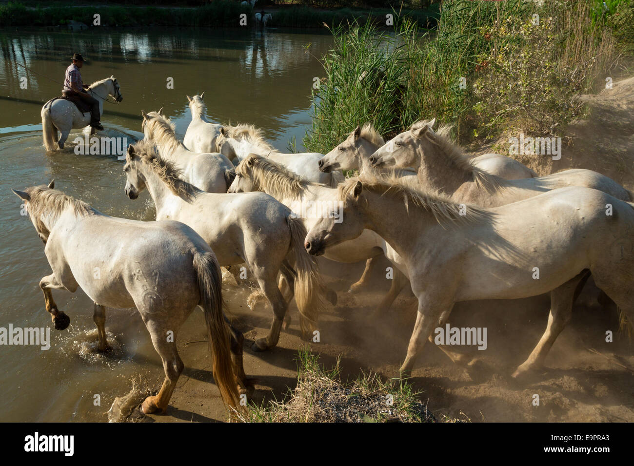 White Camargue Horses,The Camargue, Gard, Languedoc Roussillon, France Stock Photo