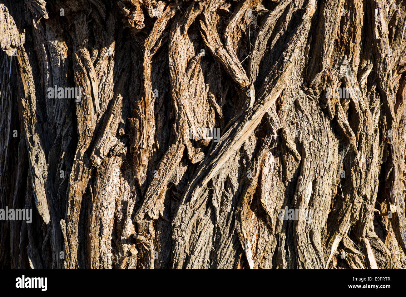 Western cottonwood tree hires stock photography and images Alamy
