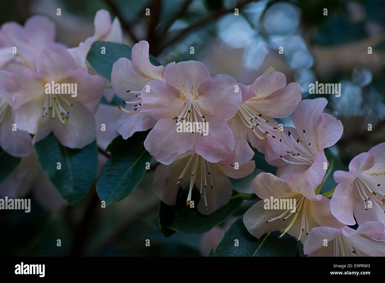 Light pink rhododendron flowers Stock Photo - Alamy