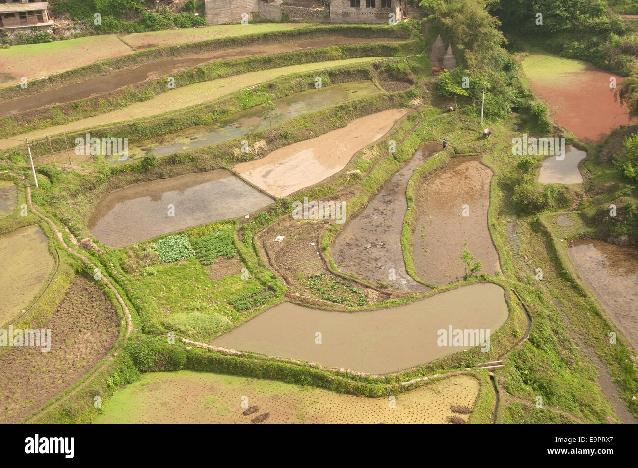 Watered terraced rice fields, Guizhou Province, China Stock Photo - Alamy
