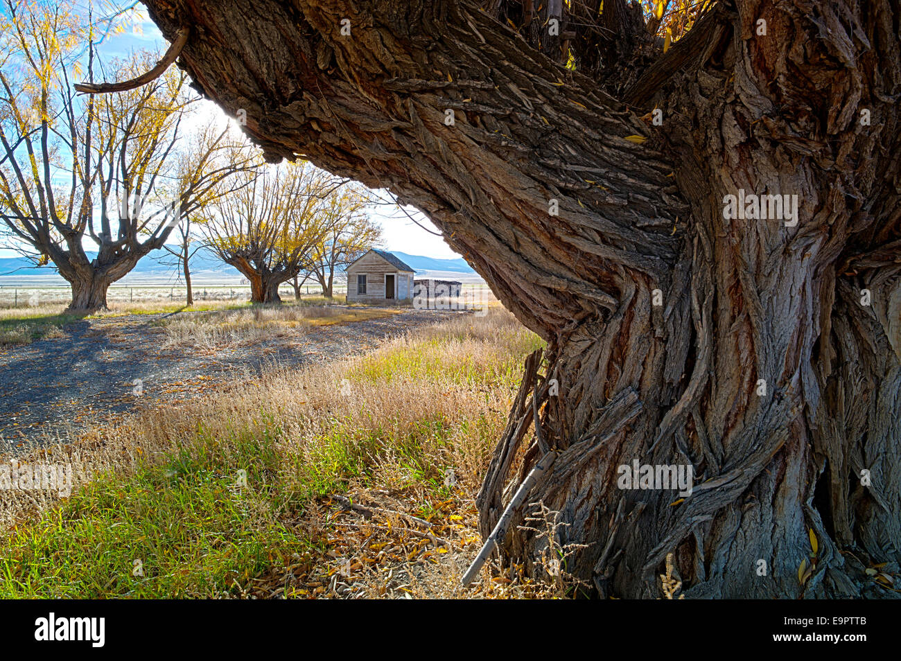 Fremont's Cottonwood trees on abandoned ranch, Monte Vista National Wildlife Refuge, Central Colorado, USA Stock Photo