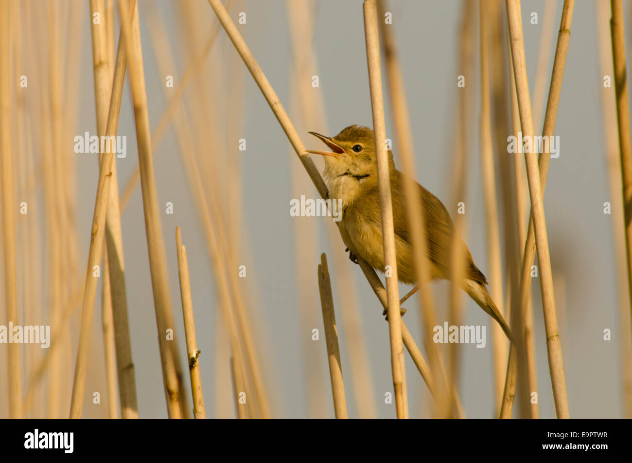 Reed Warbler [Acrocephalus scirpaceus]  Singing. June. Norfolk Broads. UK Stock Photo
