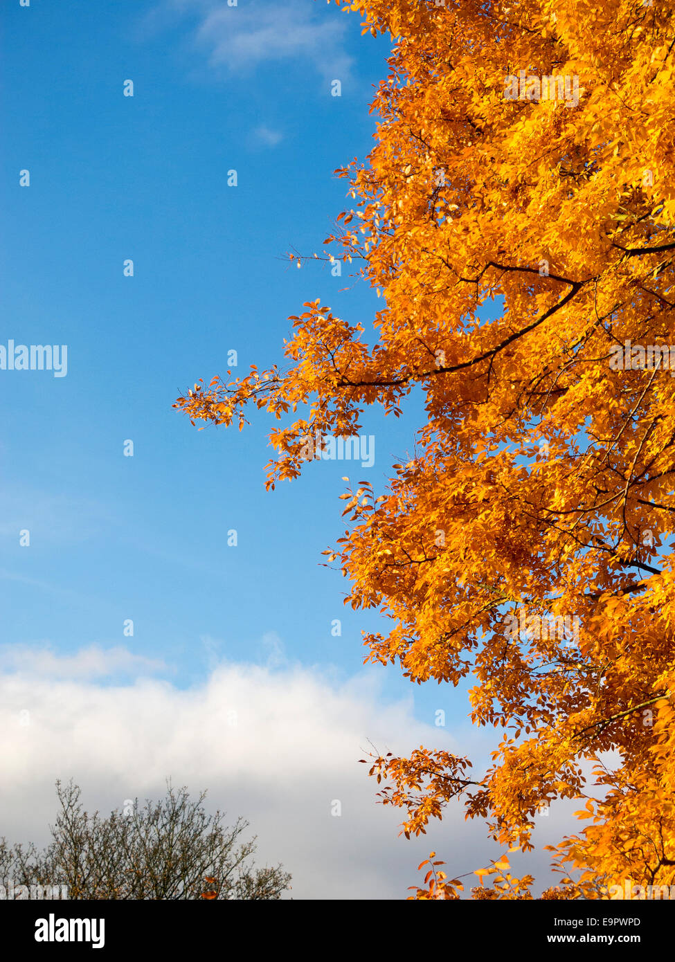 Bright yellow and orange autumn foliage of European Beech (Fagus sylvatica) against a blue sky Stock Photo