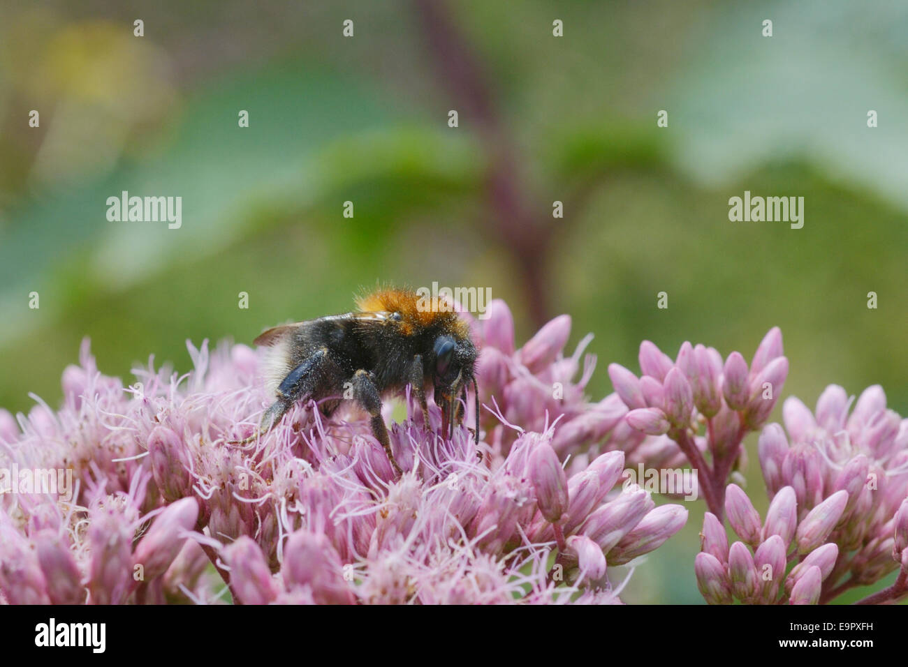 Bombus hypnorum, Tree Bumble bee feeding on Hemp Arimony, Wales, UK. Stock Photo