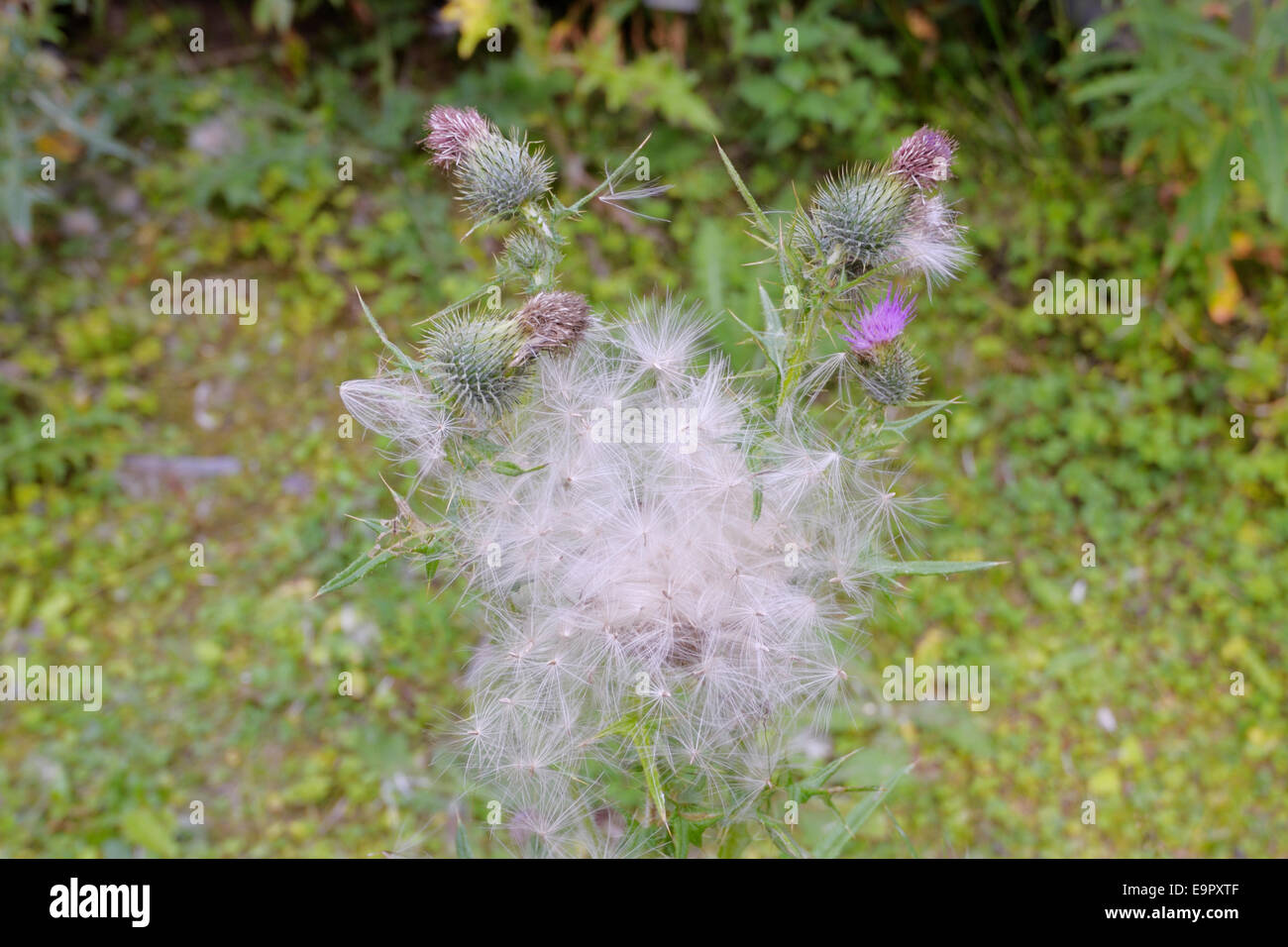 Cirsium vulgare, Spear Thistle seeds, ready for wind dispersal, Wales, UK Stock Photo