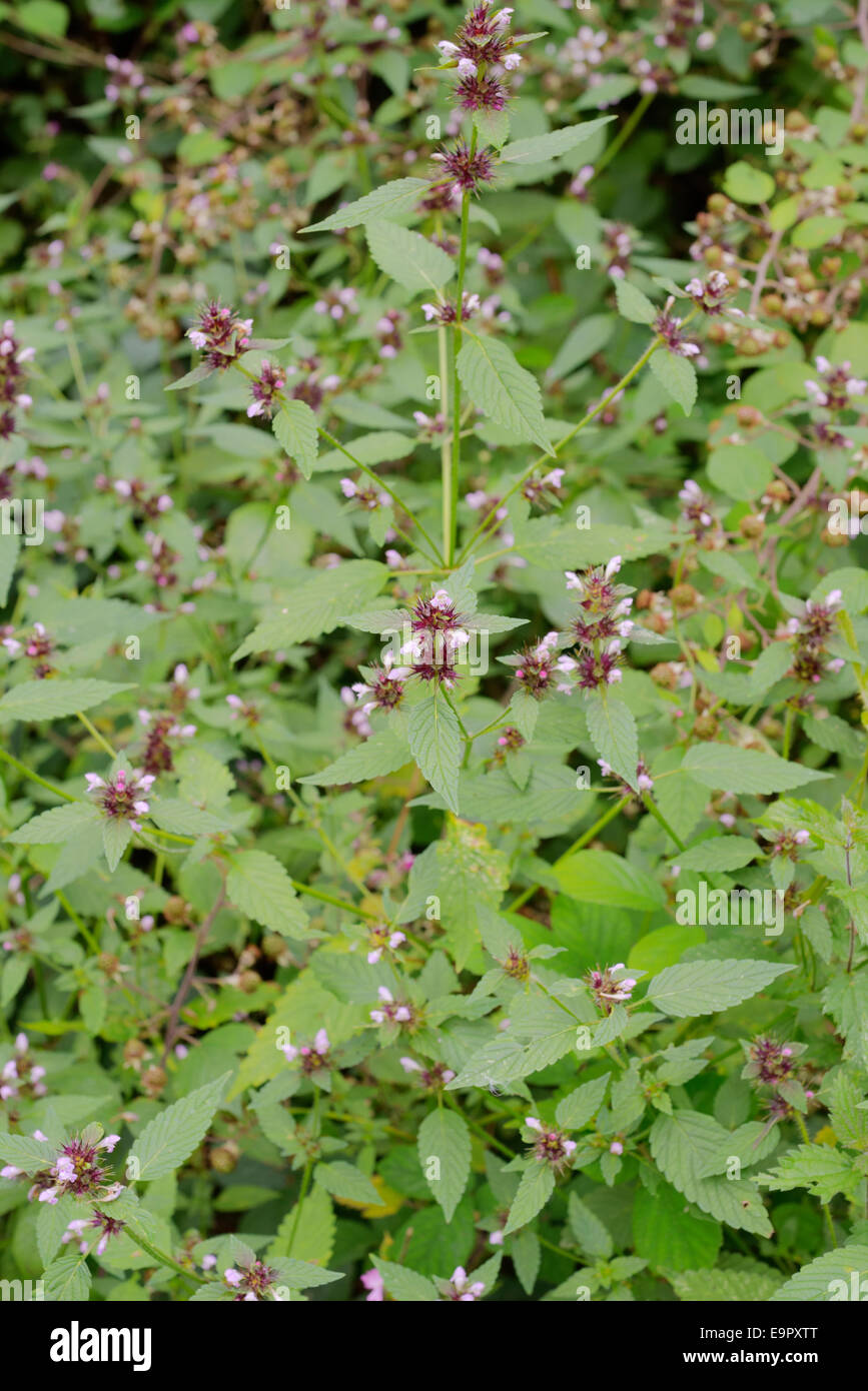 Common Hemp Nettle, Galeopsis tetrahit, Wales, UK Stock Photo Alamy