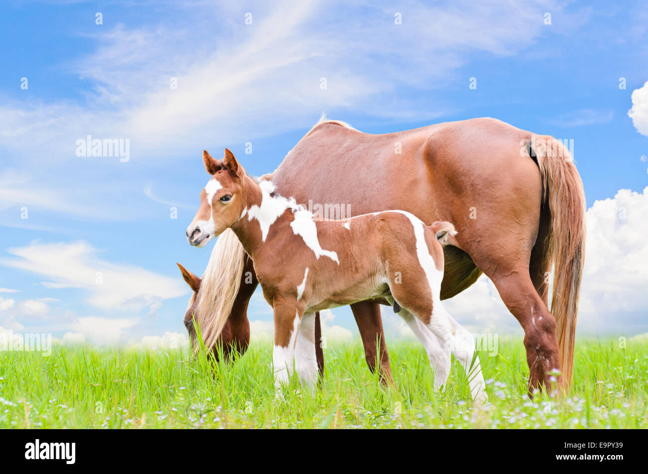 Mare and foal with white brown graze in the pasture on blue sky background Stock Photo