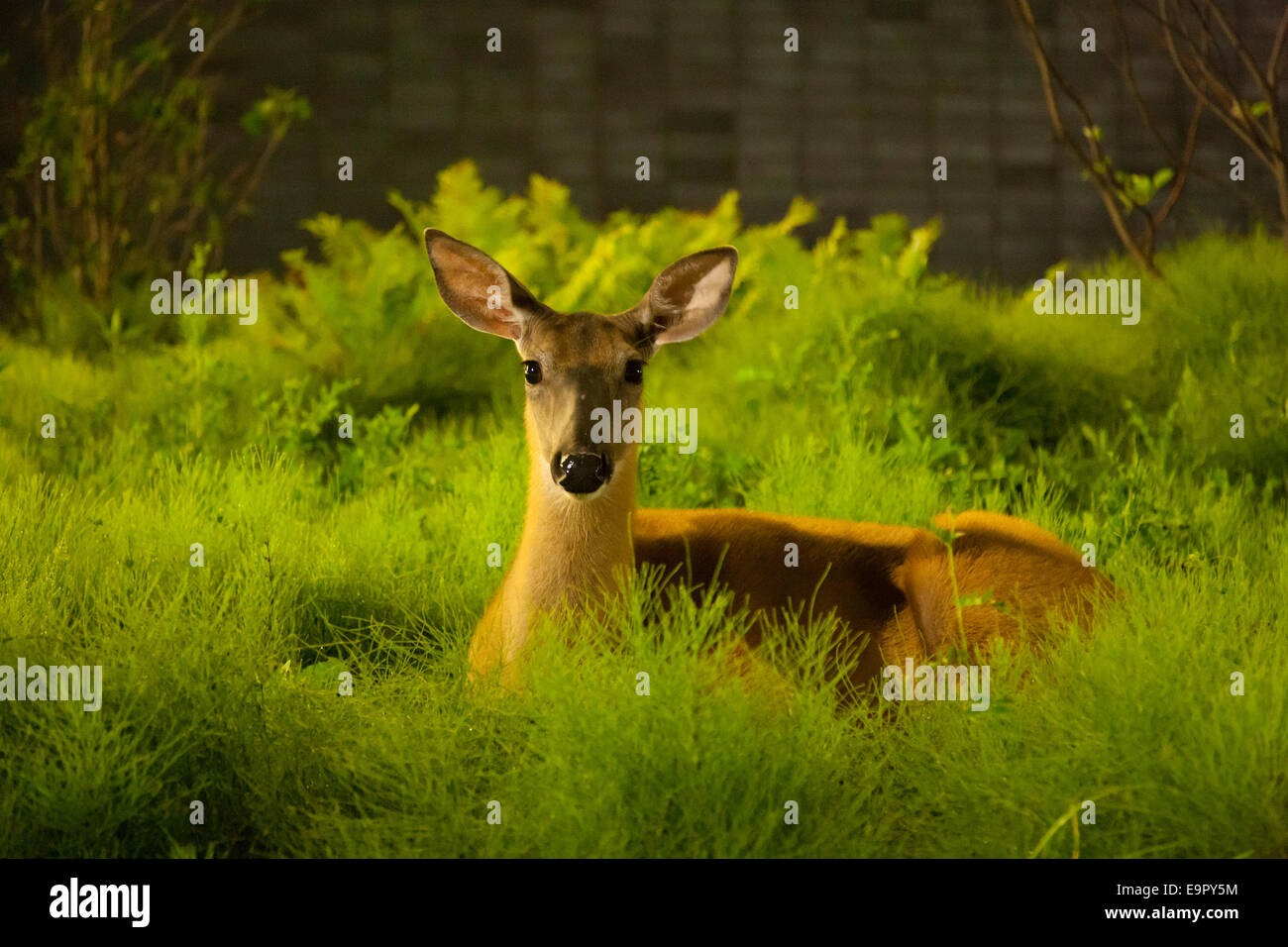 A White-Tailed Deer (Odocoileus virginianus) sitting down in a grassy field. Mississauga, Ontario, Canada. Stock Photo
