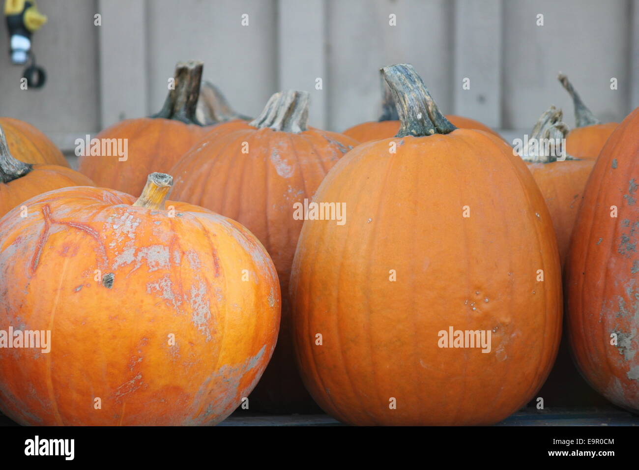 Freshly cut, ripe pumpkins from the garden patch, ready for sale Stock ...