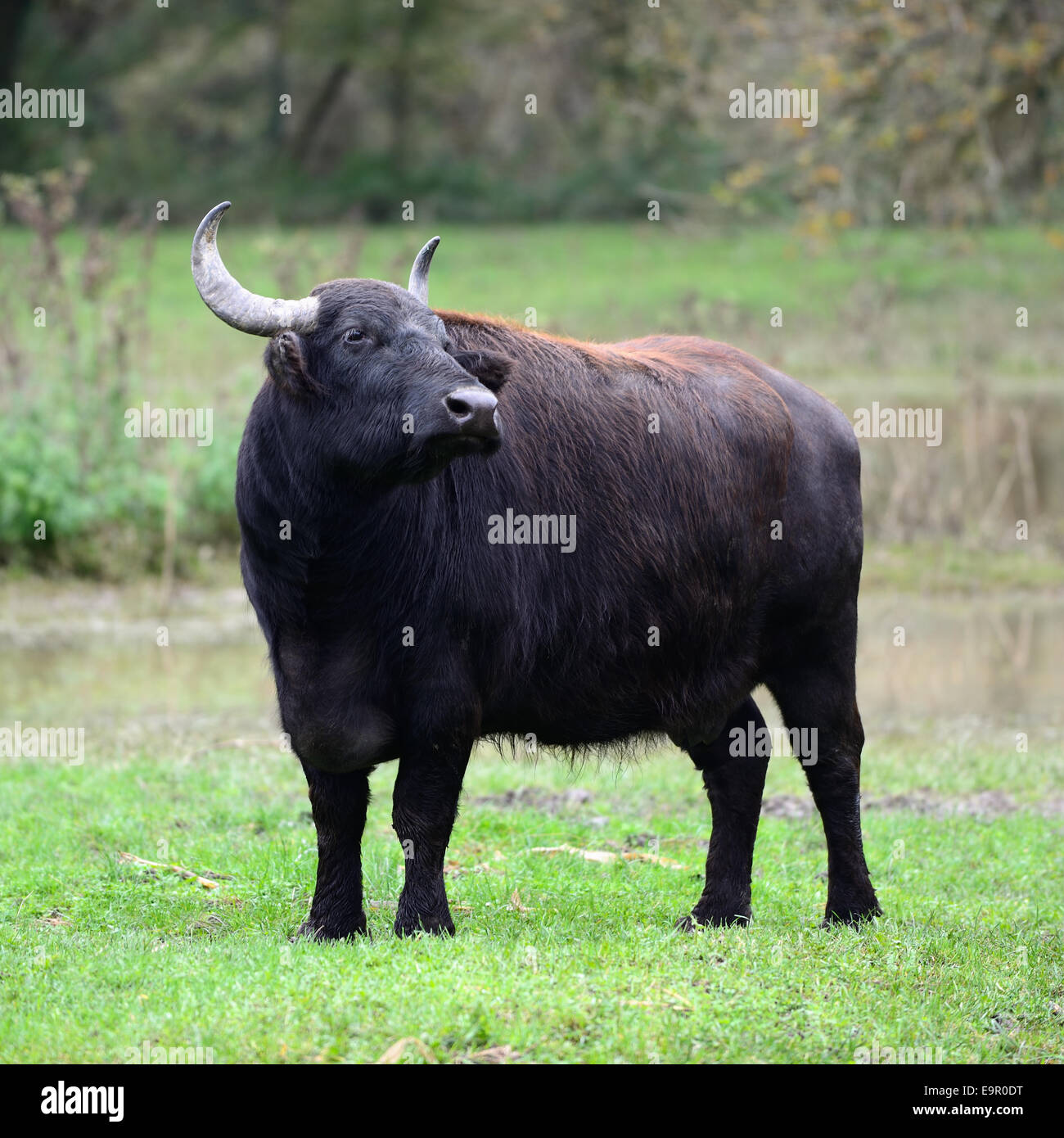 A wild water buffalo (Bos Bubalus domesticus) at Szecsisziget (Hungary, Zala county) reservation. Stock Photo