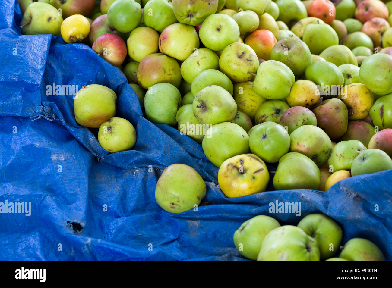Malus domestic. English apples Stock Photo
