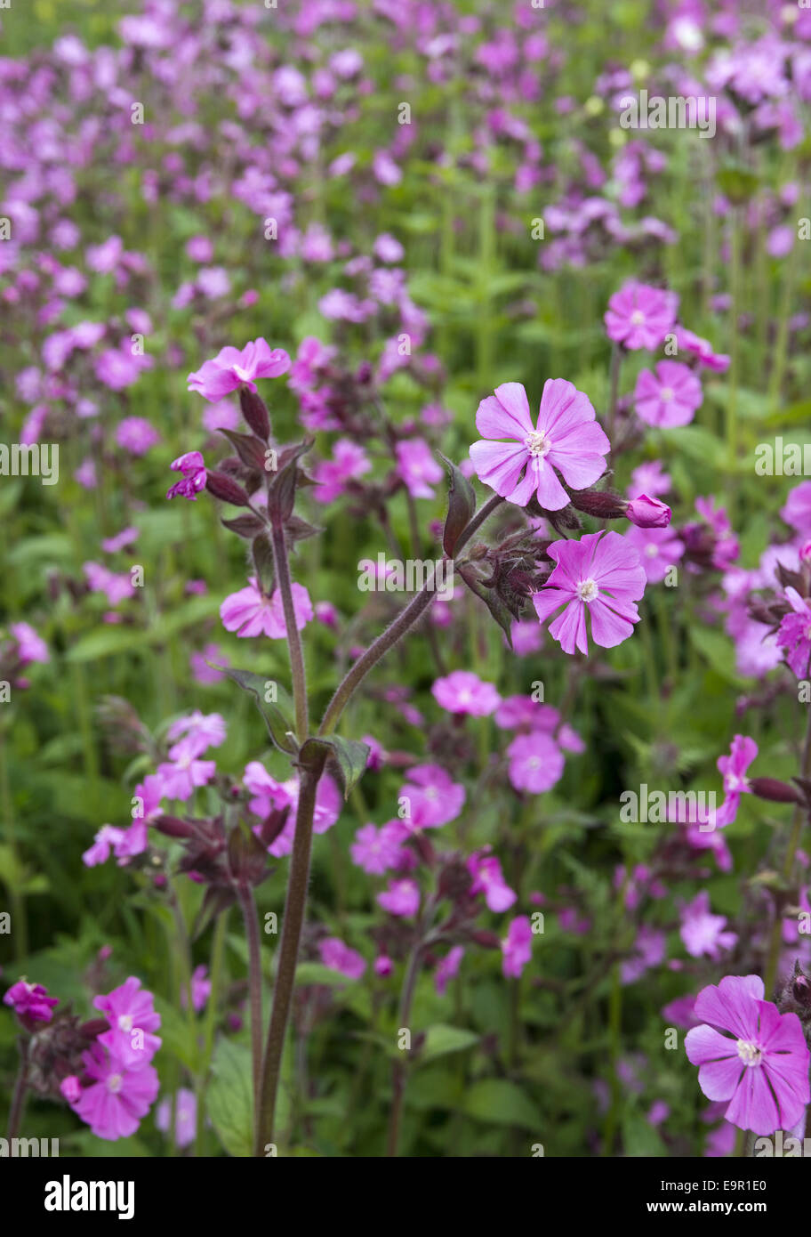 Dianthus deltoides - Maiden Pink flowers in the Hampshire countryside Stock Photo