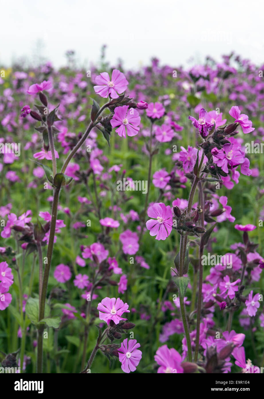 Dianthus deltoides - Maiden Pink flowers in the Hampshire countryside Stock Photo