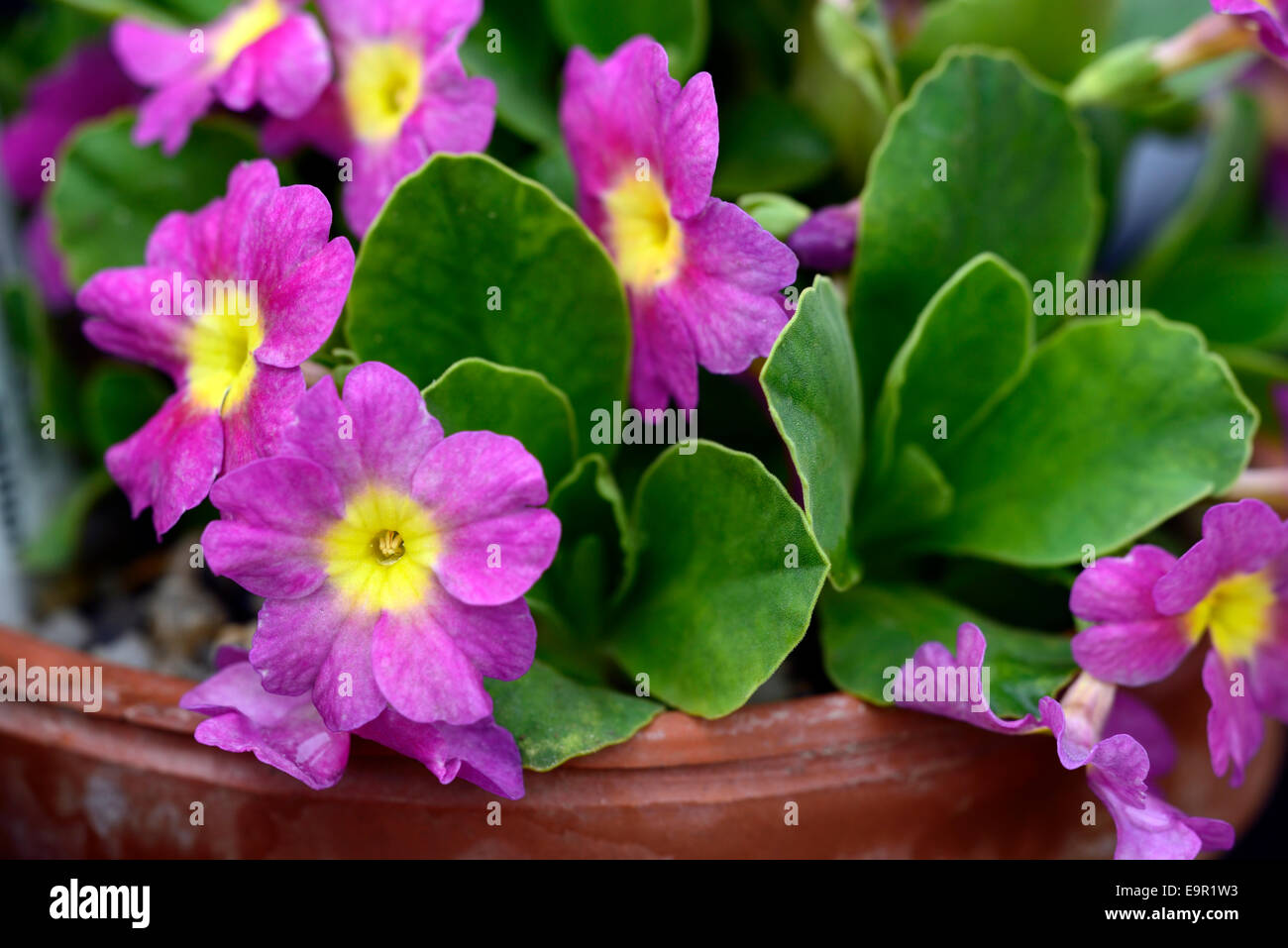 Allionii x Auricula old red dusty miller primula primulas flower flowers spring alpine plant RM Floral Stock Photo