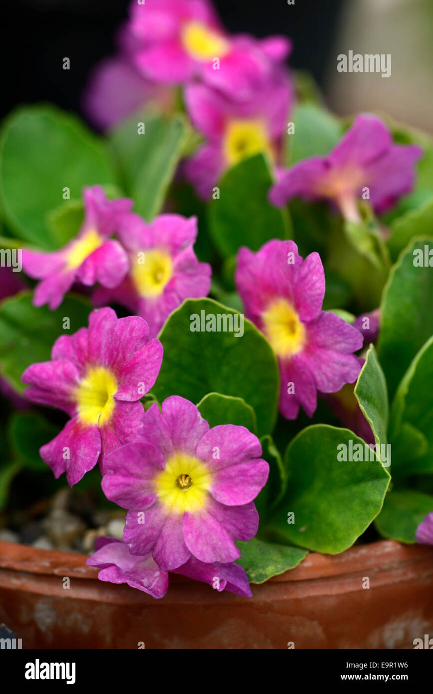 Allionii x Auricula old red dusty miller primula primulas flower flowers spring alpine plant RM Floral Stock Photo