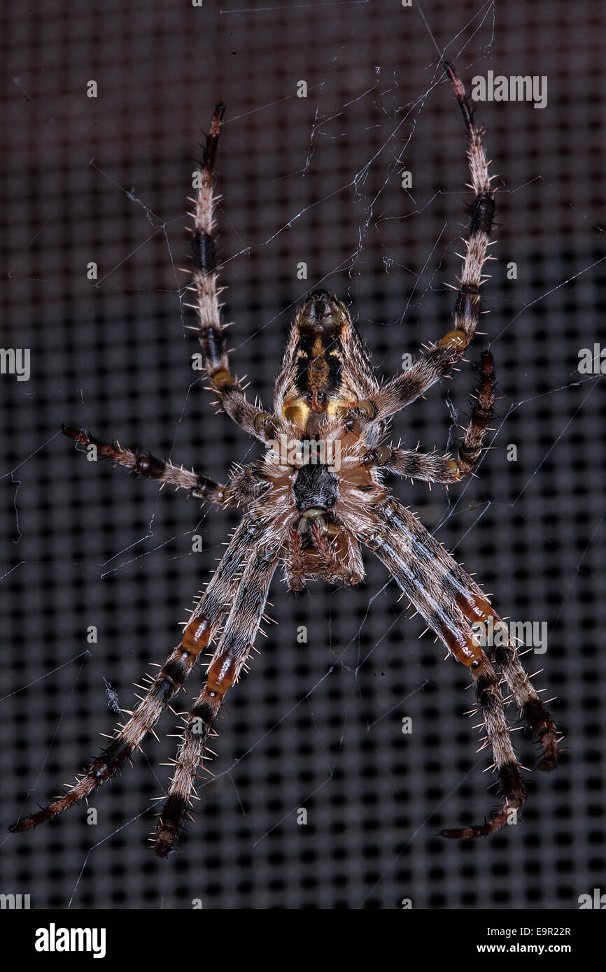Underbelly Cross Spider (Orb Weaver) making web on house screen Stock Photo