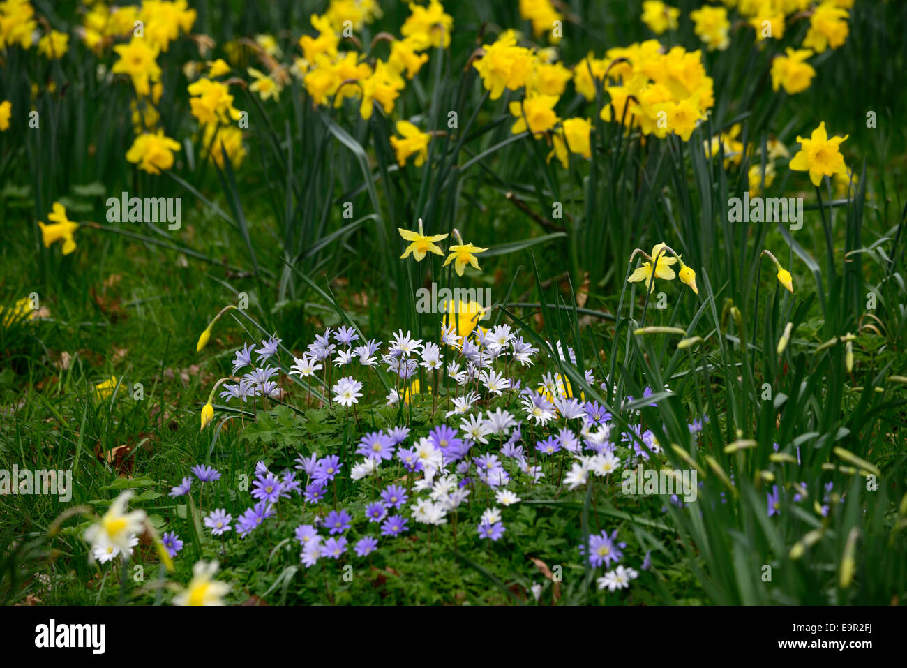 anemone blanda narcissus daffodil blue white shades flowers flowering