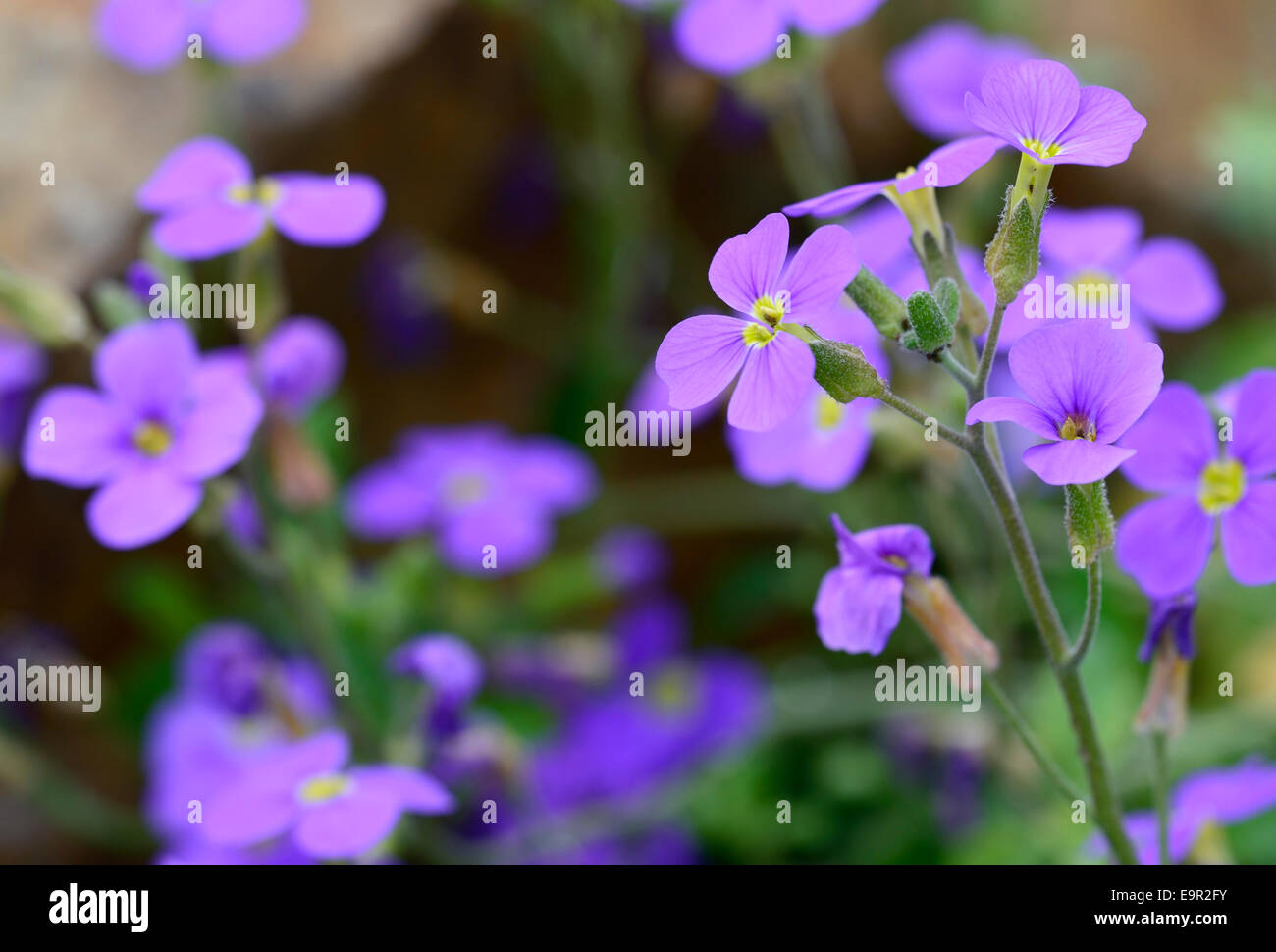 aubrieta gurgedyke purple flowers flowering rockery perennials alpines spring RM Floral Stock Photo