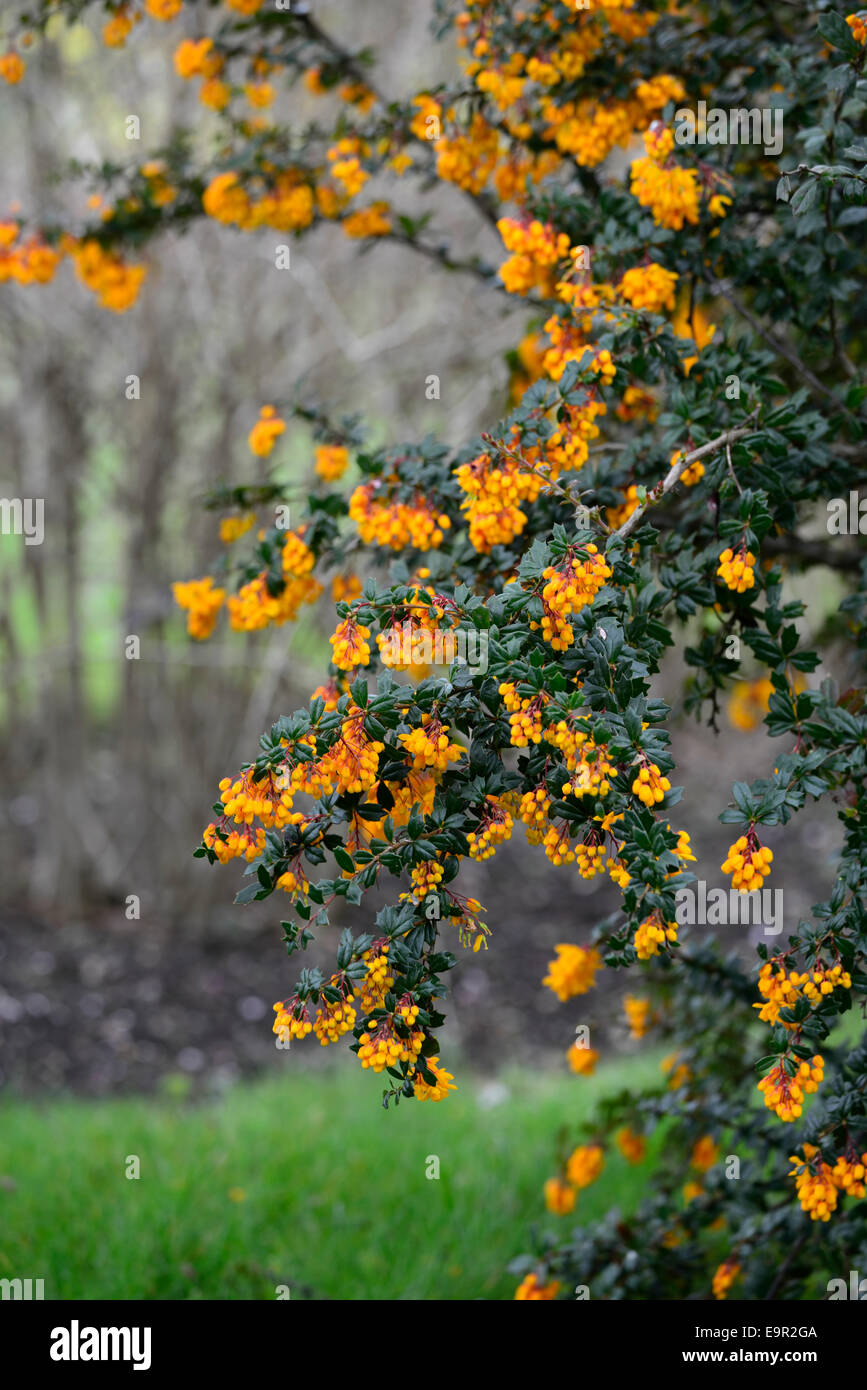 berberis darwinii compacta orange flowers flower evergreens shrubs petals plant portraits barberry prickly FM Floral Stock Photo