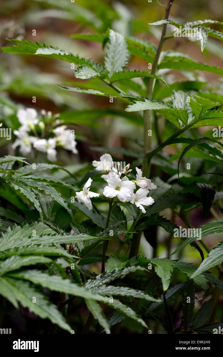 cardamine heptaphylla syn synonym dentata pinnata closeup selective focus white flowers flowering bloom spring RM Floral Stock Photo