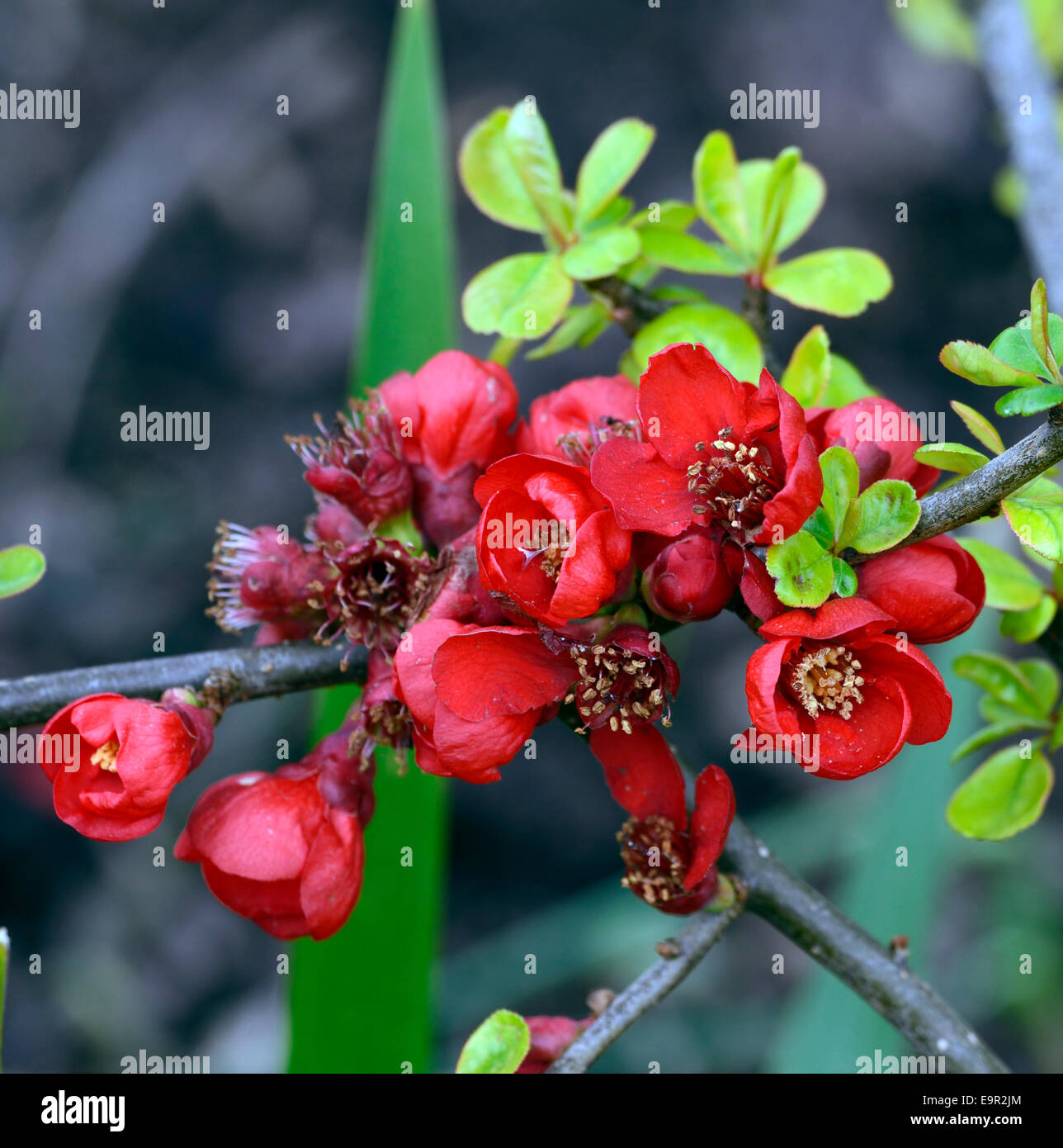 chaenomeles superba sanguinea Flowering quince cultivar hardy shrub red flowers spring flower bloom blossom RM Floral Stock Photo