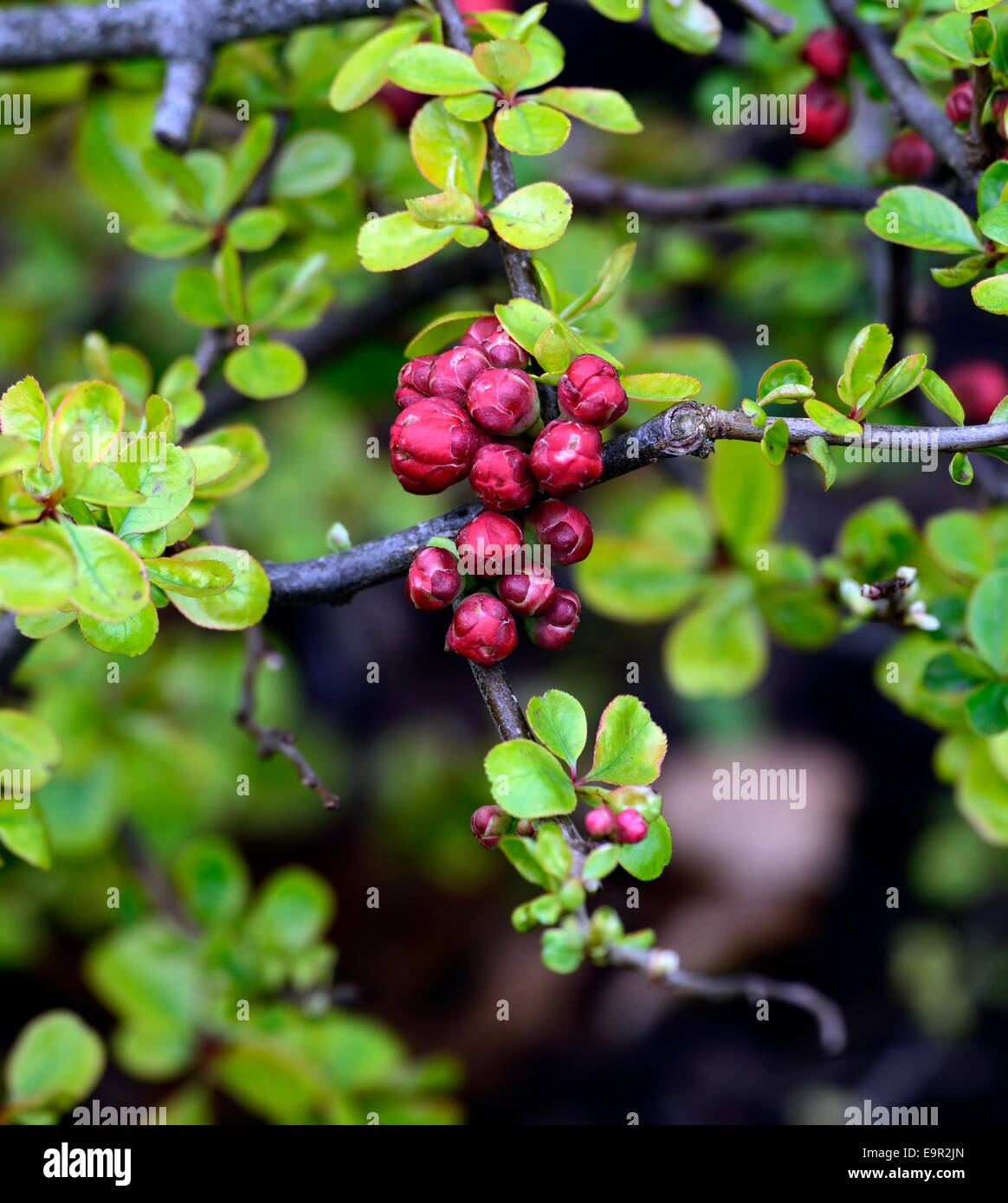 chaenomeles superba sanguinea Flowering quince cultivar hardy shrub red flowers spring flower bloom blossom RM Floral Stock Photo