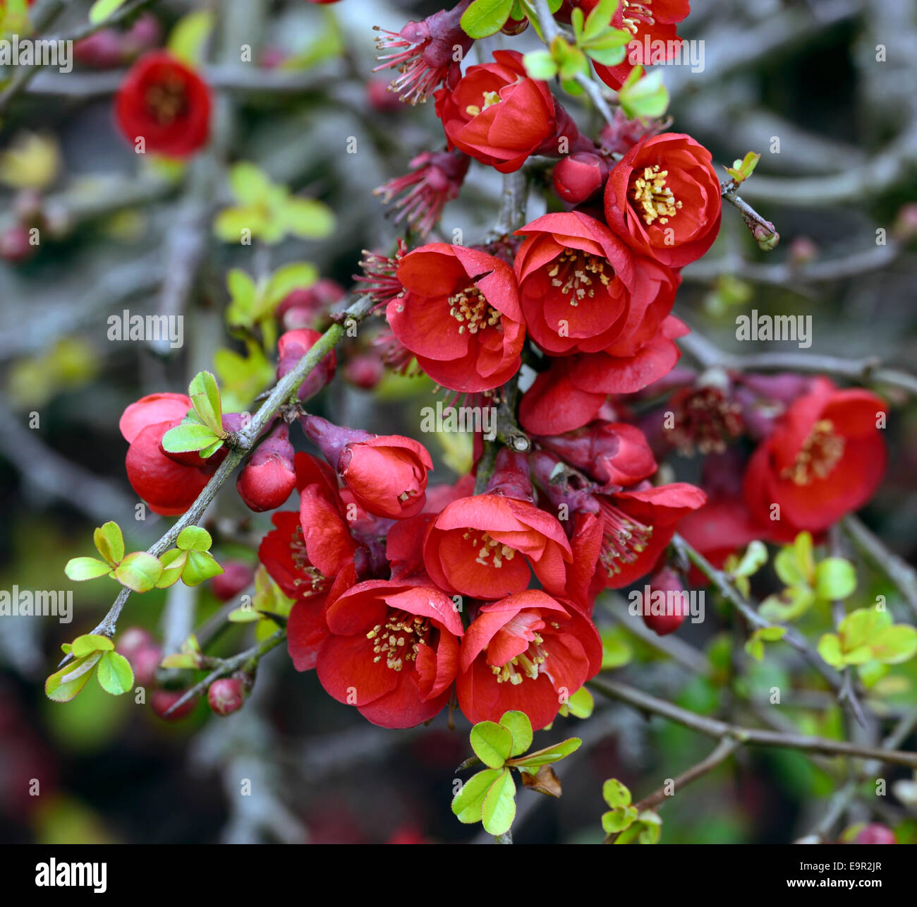 Flowering quince Chaenomeles x superba hollandia cultivar hardy shrub