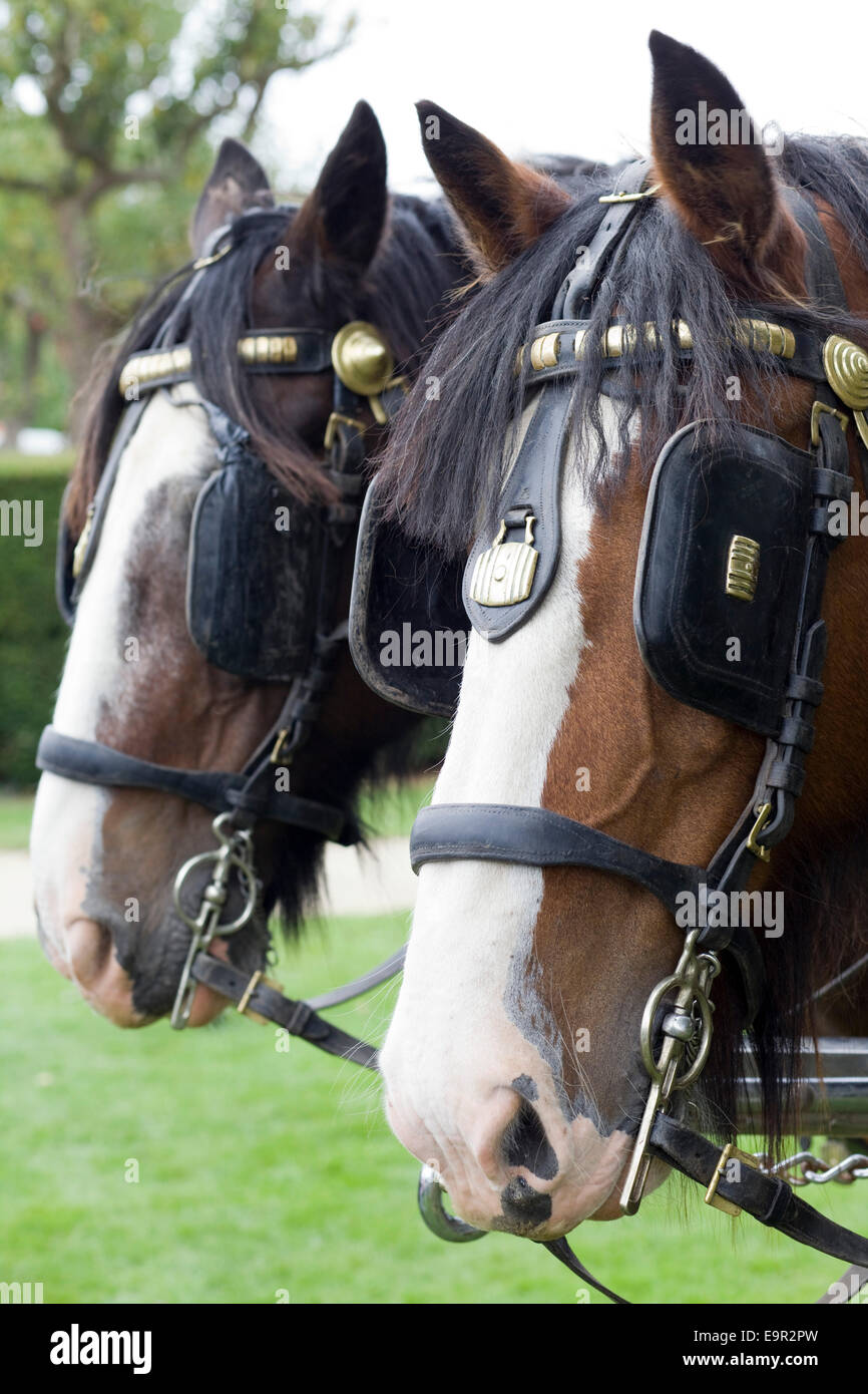 Shire Horses pulling a cart at a show in England Stock Photo