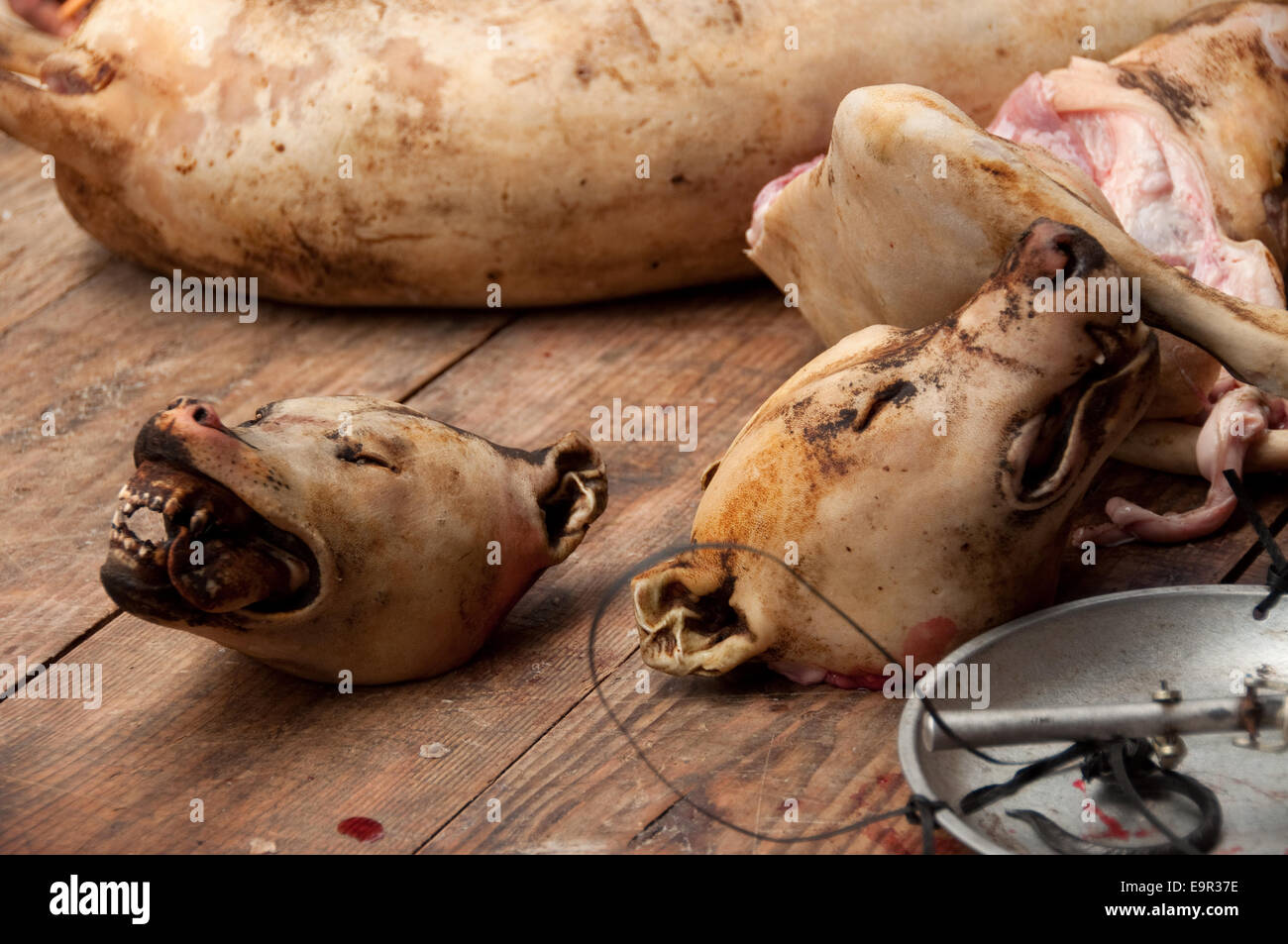 Two heads of killed dog on the table of a butcher, Shidong, Guizhou Province, China Stock Photo