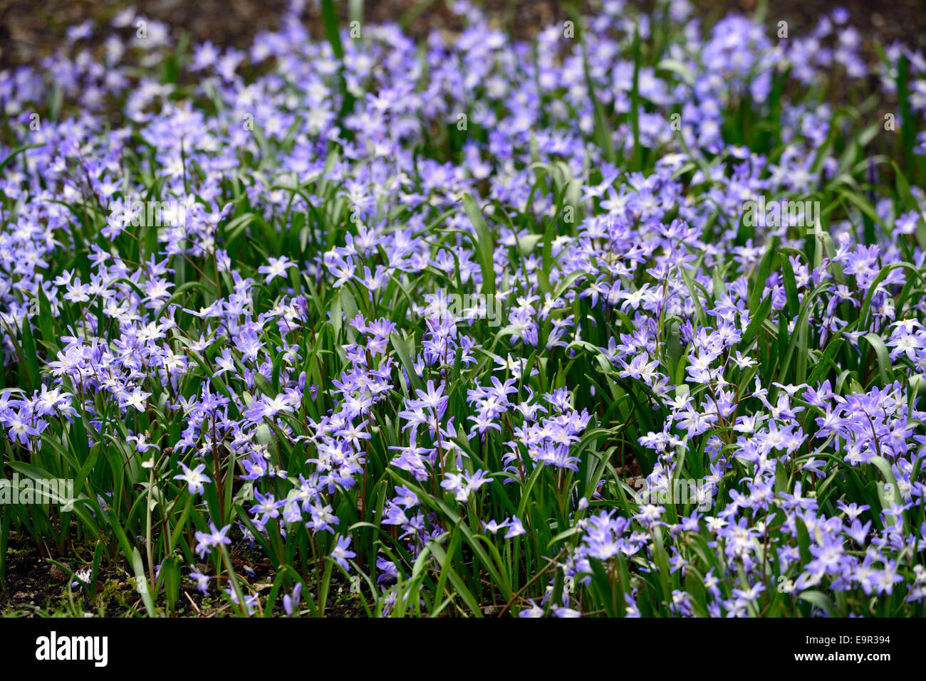 chionodoxa forbesii Glory of the snow flowers spring Scilla forbesii bloom blossom blue lilac flowers flowering RM Floral Stock Photo