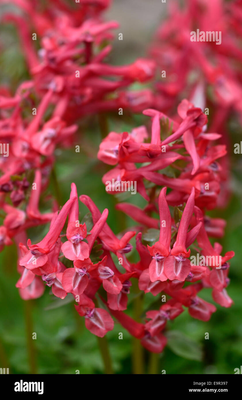 corydalis solida subsp solida george baker red pink flowers flowering spring perennial woodland RM Floral Stock Photo
