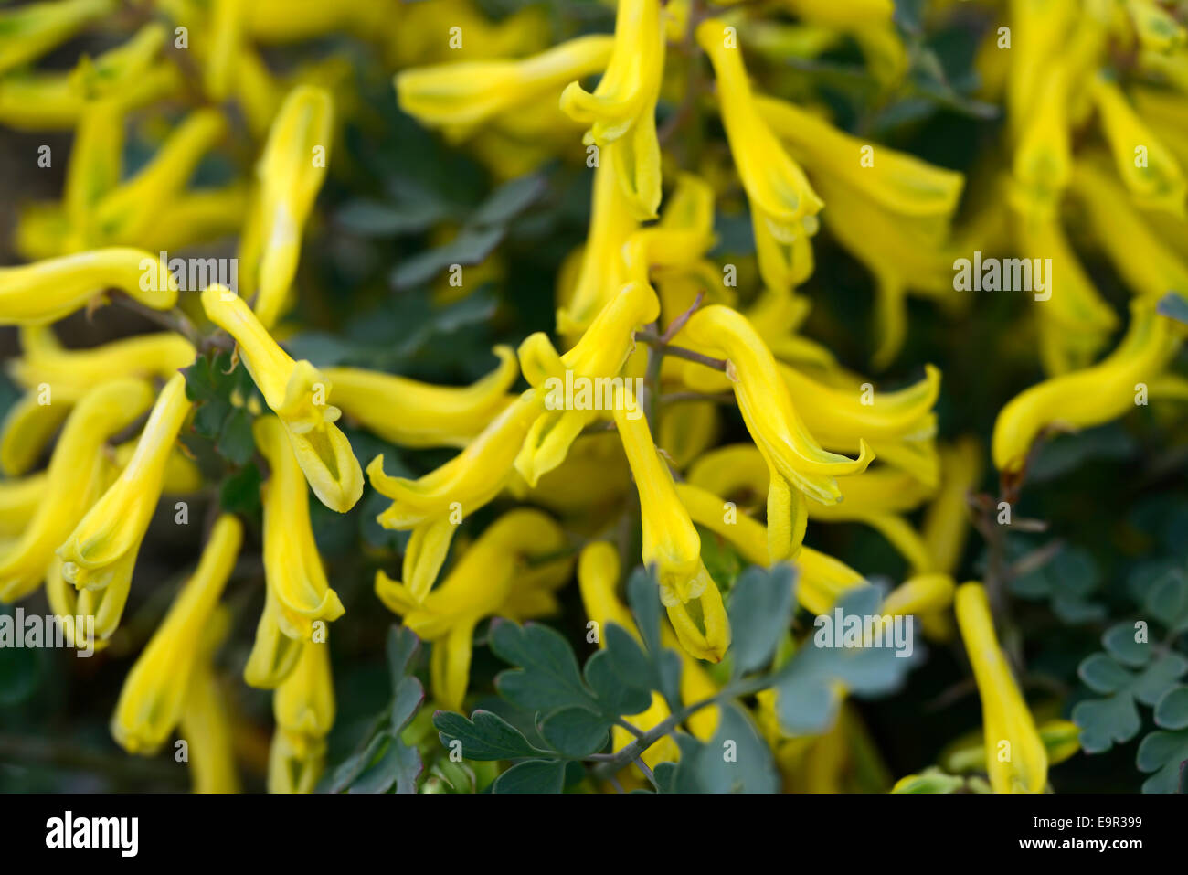 corydalis wilsonii yellow flowering spring flowers perennials woodland wood shade blue plant portraits close ups RM Floral Stock Photo